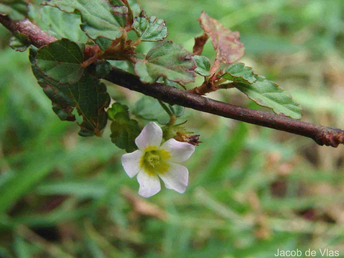 Melochia corchorifolia L.